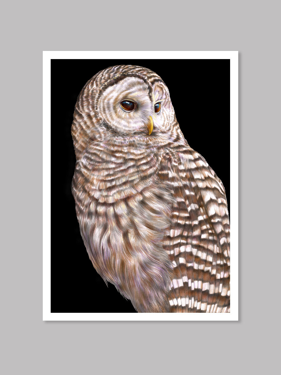 Phelddagrif フェルダグリフ　Amy weber 直筆サインスケッチ Barred Owl Colored Pencil Drawing — Tim Jeffs Art